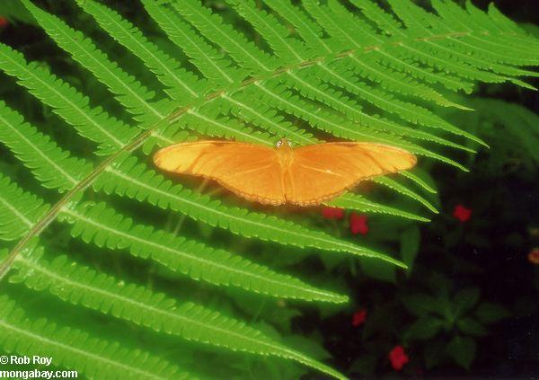 Orange Schmetterling