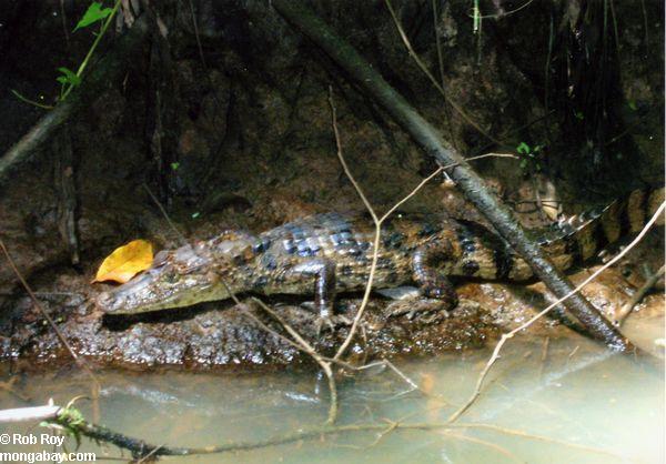 caiman в Коста-Рике