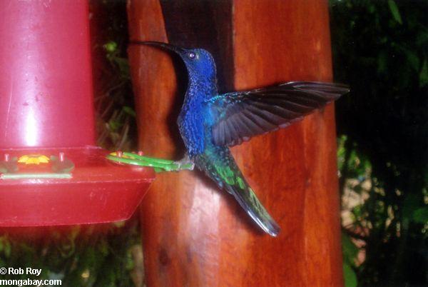 Blue hummingbird