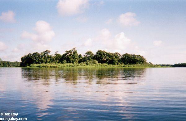 River vegetation in Tortuguero, Costa Rica