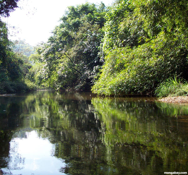 khao sok southeast asian stream biotope Mature fuck you tube
