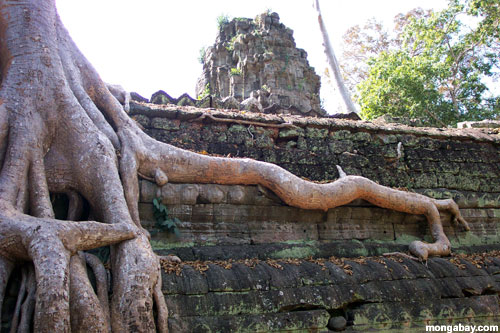 TA Prohm, Camboya