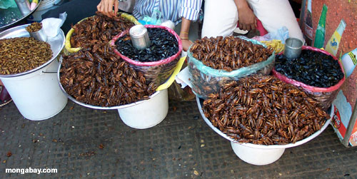 Insekte Phnom Pehn am Markt 