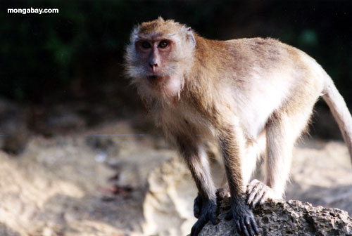 long tailed macaque