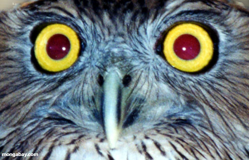 owl eyes. Travel Photos Index