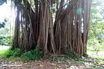 Roots of a Banyan tree
