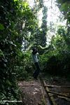 Guide swining on a rainforest vine