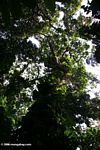 View of canopy from below.  Looking up at epiphytes and lianas