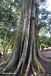 Roots of a strangler fig surrounding a canopy tree