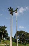 Tall palm trees in the Entebbe Botanical Gardens