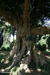 Elder's tree in Africa