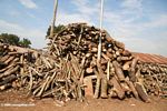 Pile of logs in Uganda