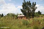 Ugandan home in a corn field