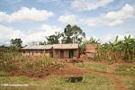 Corn and banana plants around a Ugandan home