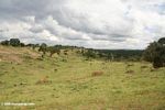 Deforestation in Uganda.  Forest has been replaced by savanna