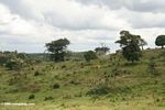 Deforestation in Uganda.