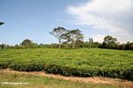 Tea plants in Uganda