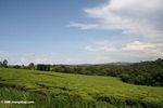Tea plantations with native forest in the distance