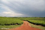 Red dirt road among tea plantations