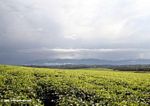 Fields of tea in Uganda with Rwenzoris as a backdrop