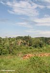 Wood along a road in Uganda
