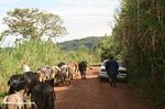Cattle traffic jam on a road in Uganda