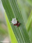 Tiny red beetles with clear insect eggs