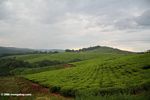 Tea plantations of western Uganda in the early morning