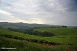 Tea plantations of Fort Portal in the early morning