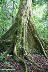 Buttress roots of rainforest tree in Uganda