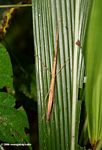 Tan stick insect on a green leaf