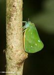 Bright green leafhopper