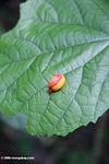 Unknown egg case, seed, or flower -- pink and orange in color -- in the jungle of Uganda