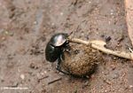 Dung scarab in Uganda