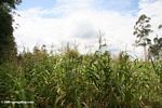 Corn plant in Africa