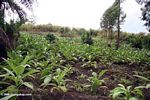 Young tobacco plants in Africa