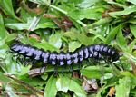 Black segmented millipede on grass