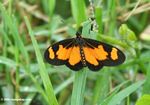Orange and black butterfly on a blade of grass