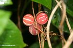 Red fruit with white stripes