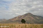 Mountain near Kasese with corn fields in foreground