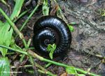 Black millipede curled around a blade of grass