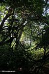 Rainforest in Chambura Gorge
