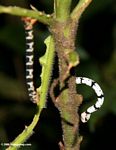 Black and white worm on a plant stem
