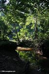 Shaded forest creek in Uganda