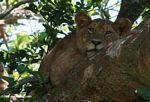 Lion resting in a Ficus tree