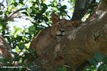 Lion lounging in a tree