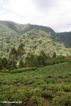 Tea plants growing near the border of Bwindi