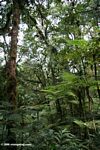 Tree ferns and forest in Bwindi Impenetrable National Park