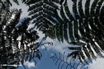 Looking up at tree ferns
