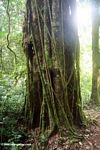 Vines covering tree trunk in Bwindi forest
